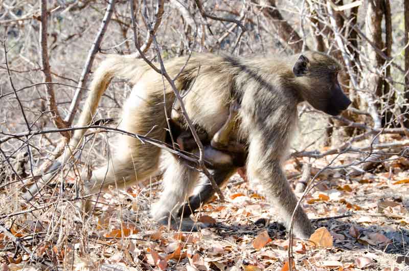05 - Zambia - mona babuino y cria - parque nacional Mosi-oa-tunya